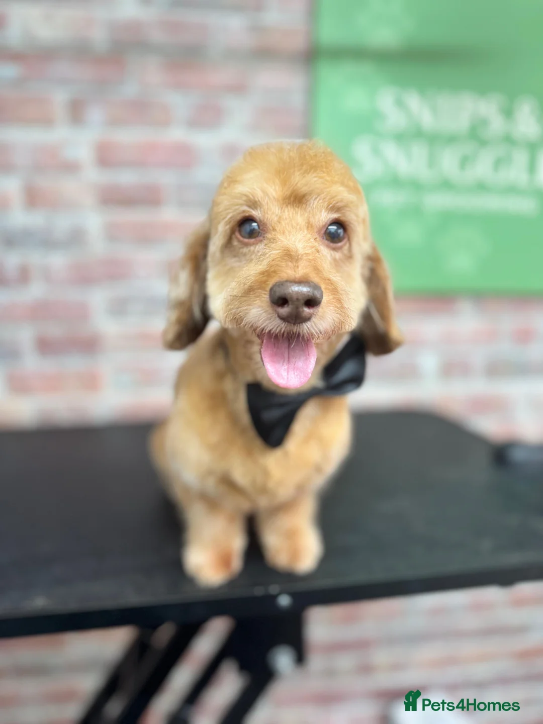 Mixed Breed dogs for stud: Gorgeous Daxiepoo Stud (Toy Poodle x Dachshund) - Advert 1