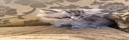 Siberian cats for sale: Siberian x Siberian Neva Masquerade Kittens - Advert 19