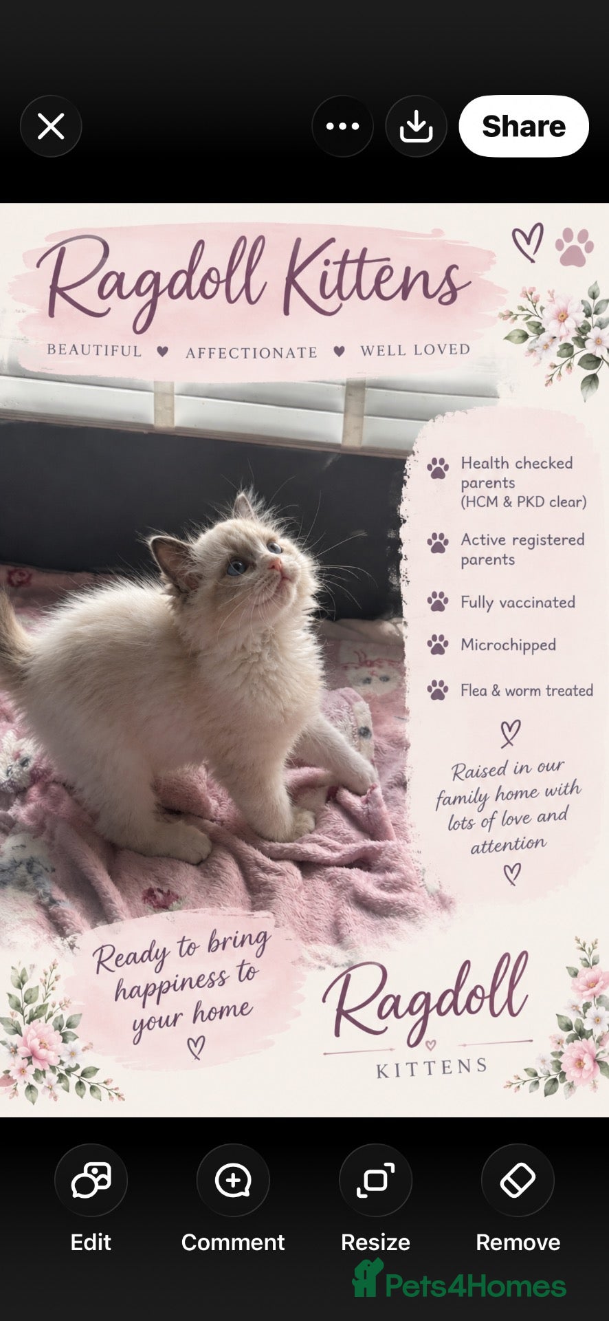 Ragdoll cats Ragdoll kittens - Advert 1