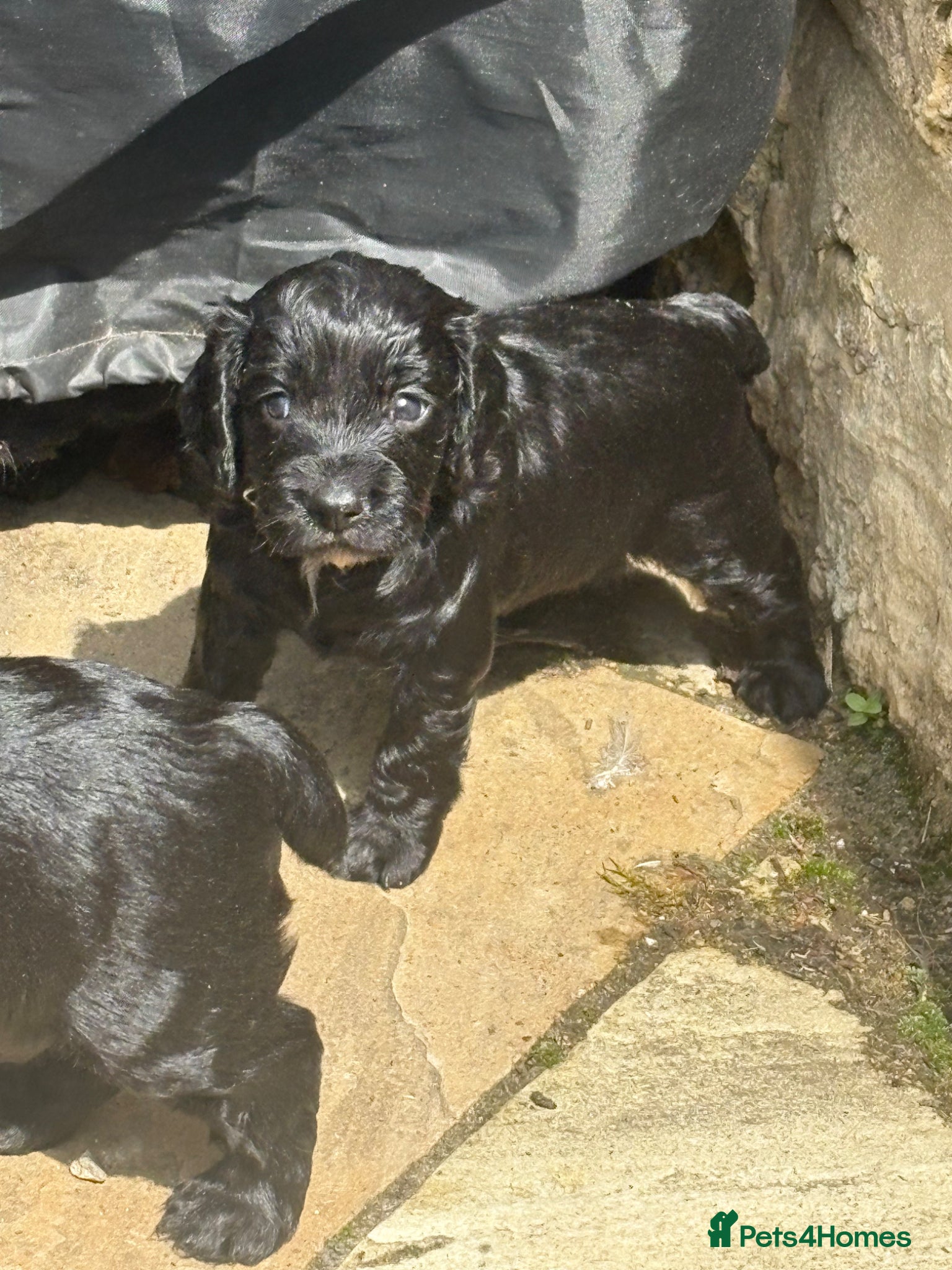Cocker Spaniel dogs KC Cocker Spaniels  - Advert 11