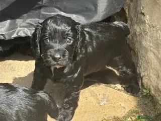 Cocker Spaniel dogs KC Cocker Spaniels - Advert 11