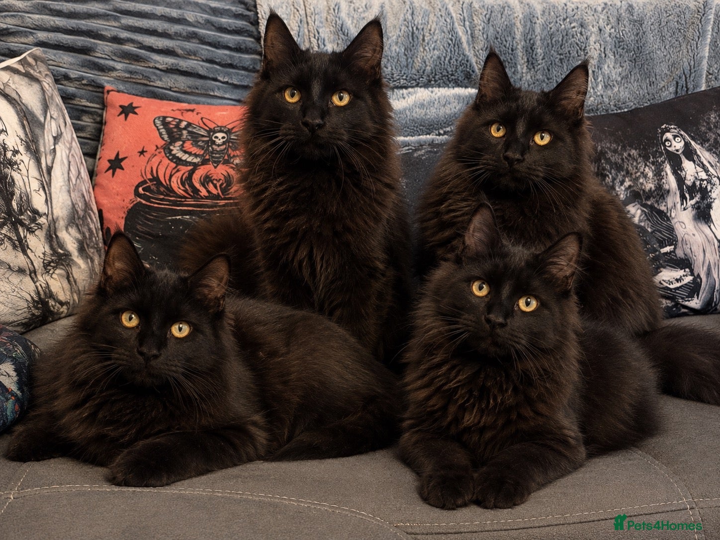 Maine Coon cats for sale: Reduced XL TICA Maine Coon Kitten active possible  - Advert 1