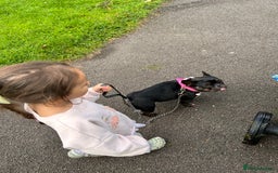 French Bulldog dogs for sale: 6 year old French bulldog  - Image 5