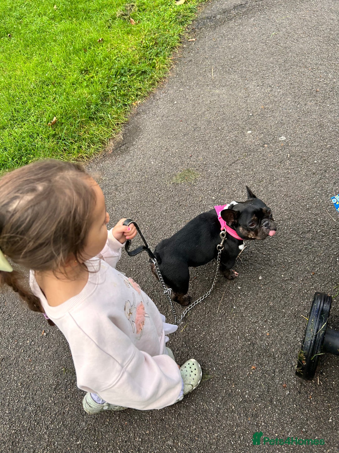 French Bulldog dogs for sale: 6 year old French bulldog  - Image 5