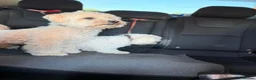 Mixed Breed dogs for adoption: 🤍MICKEY🤍 - A Fluffy Little Boy for a Family🐾 - Advert 28