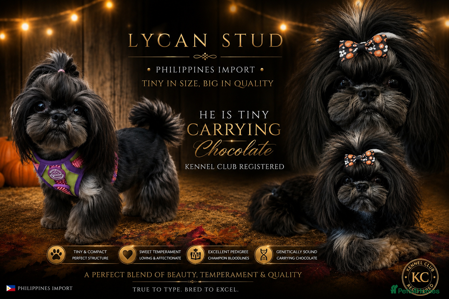 Shih Tzu dogs Stunning Black and Tan Philippines stud - Advert 3