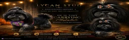 Shih Tzu dogs for stud: Stunning Black and Tan Philippines stud - Advert 3