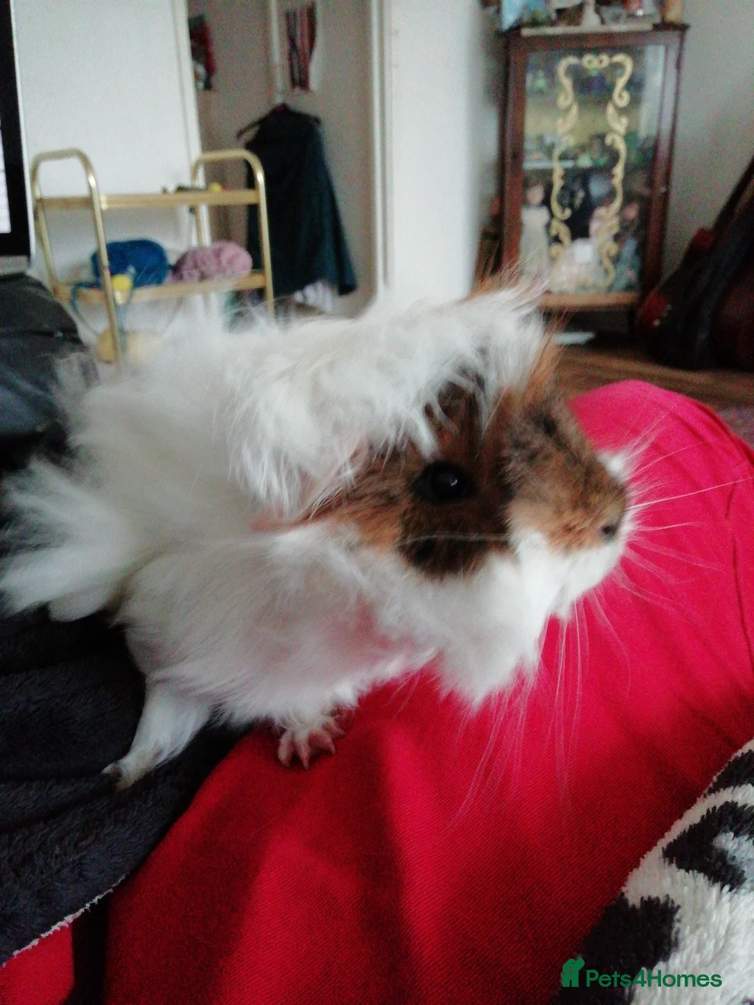 Guinea Pig rodents for sale: Adorable brother and sister are looking for home - Advert 1