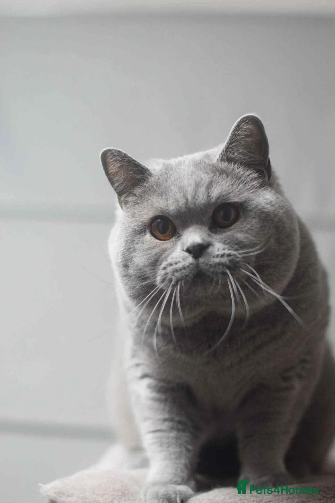 British Shorthair cats for sale: GCCF reg blue kittens ready to go from  - Advert 10