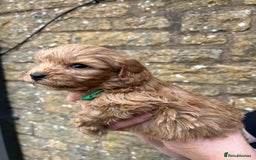 Cavapoo dogs for sale: Cavapoos puppies  - Image 12
