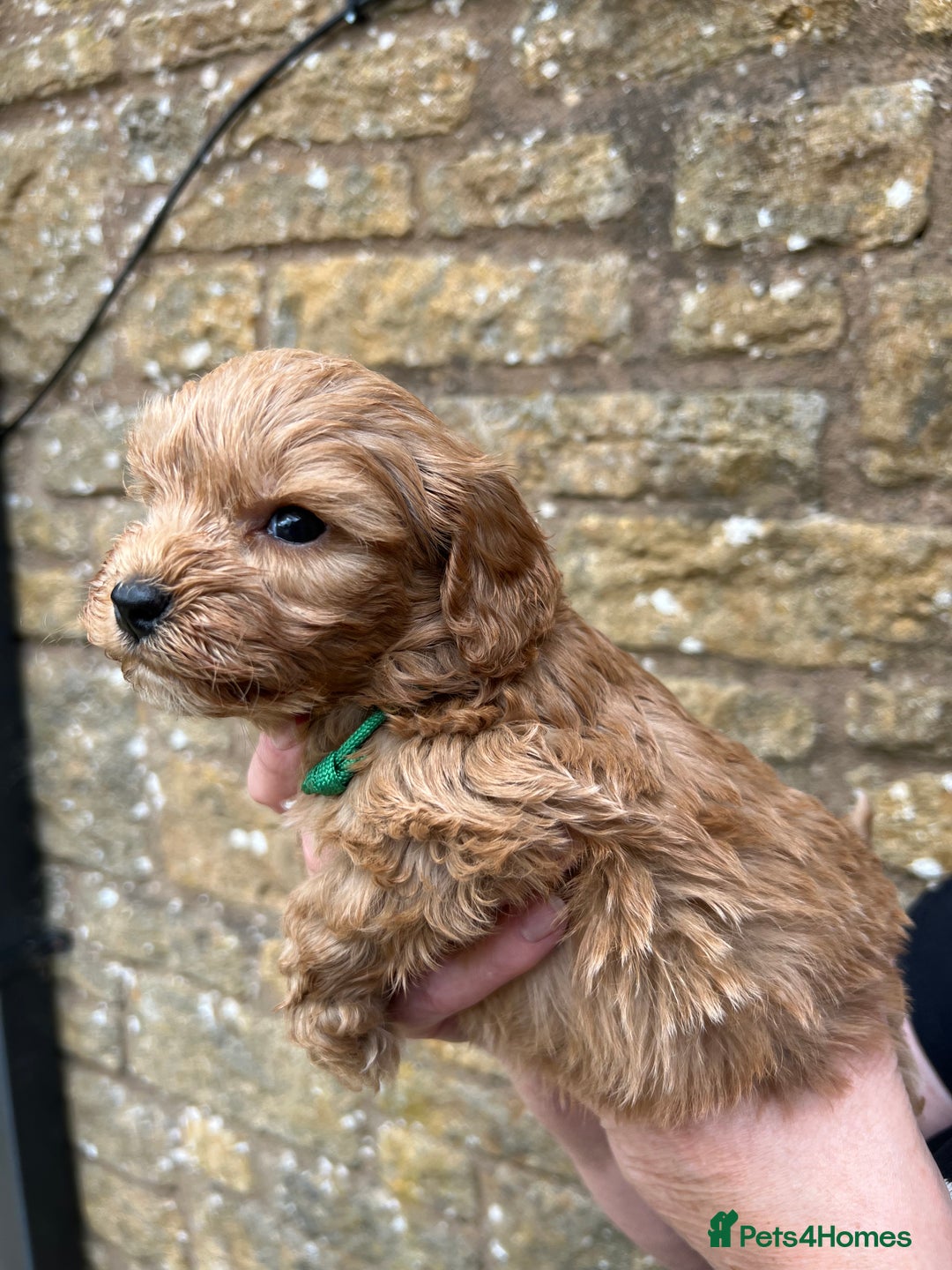 Cavapoo dogs for sale: Cavapoos puppies  - Image 12