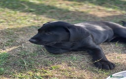 Labrador Retriever dogs for sale: 🐾Ready Now🐾Black Male FTCH Pedigree Forward Pups - Image 6