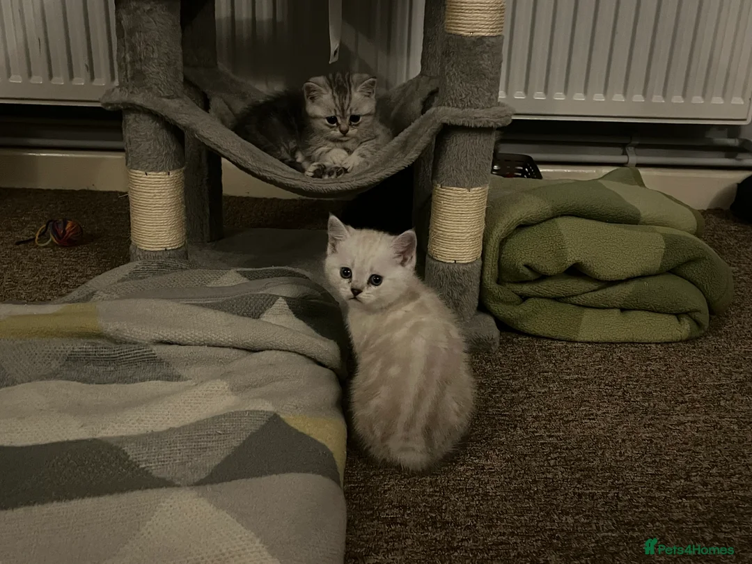 British Shorthair cats for sale: A beautiful kittens British shorthair  - Advert 18