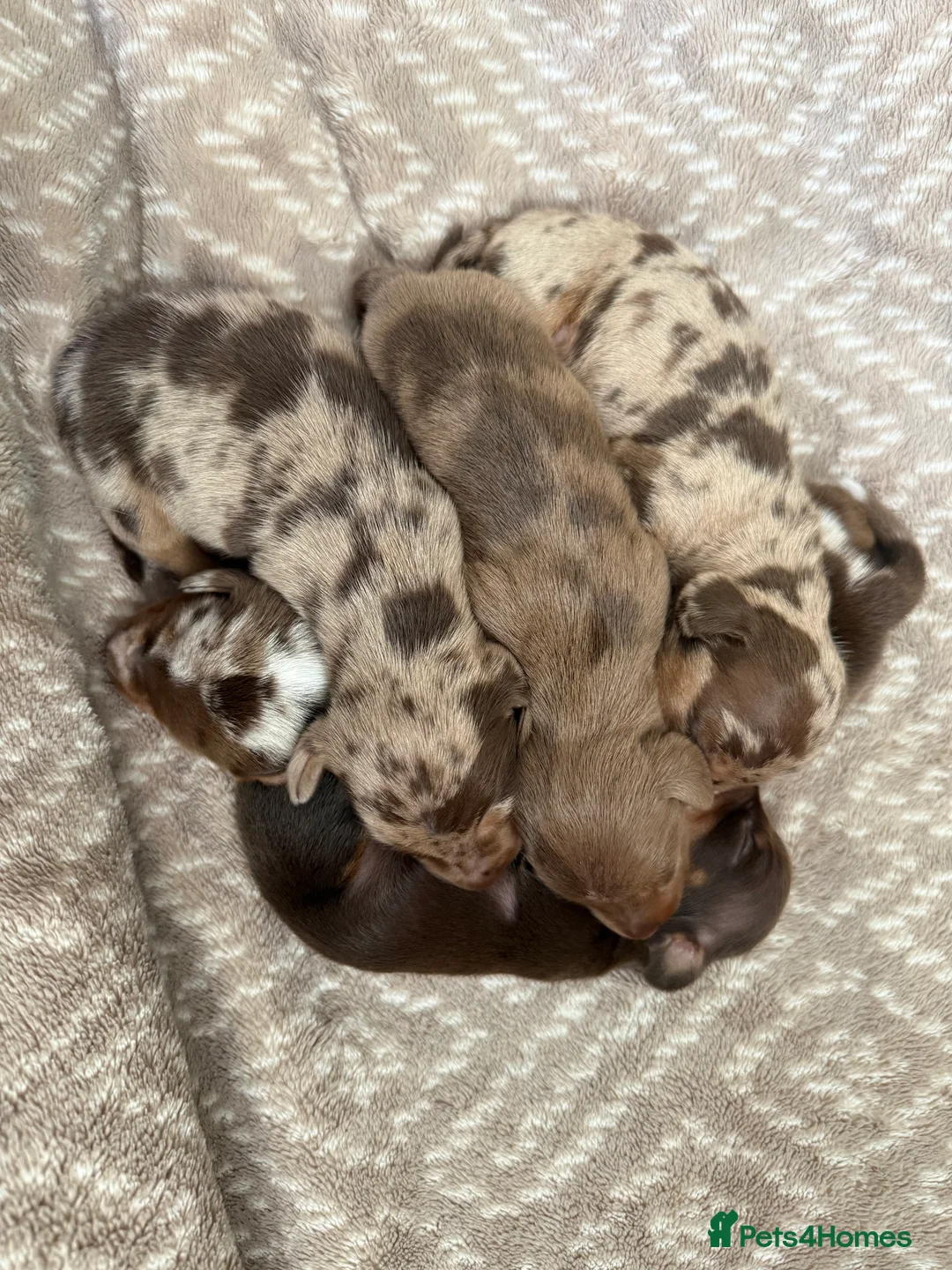 Miniature Dachshund dogs for sale: Miniature Dapple & Merle long haired Daschunds in Romsey - Advert 3