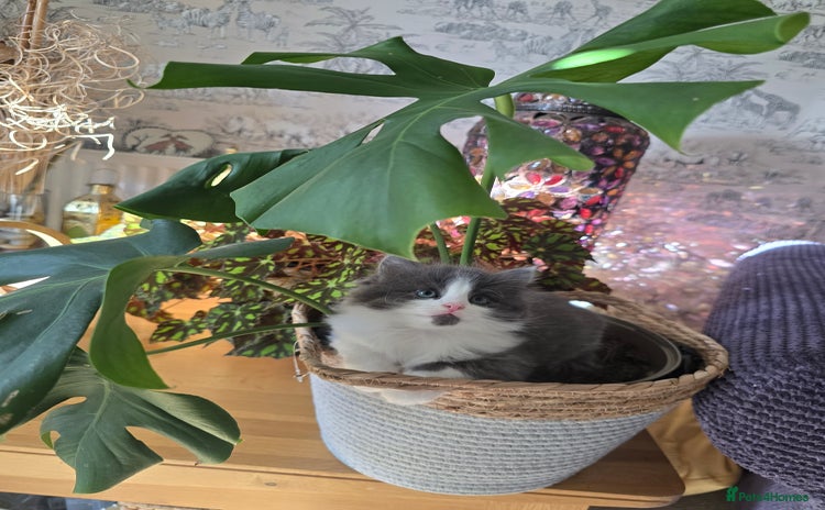 Mixed Breed cats - Advert 11