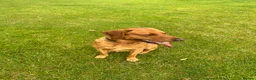 Labrador Retriever dogs for stud: Fox Red Labrador - Advert 1