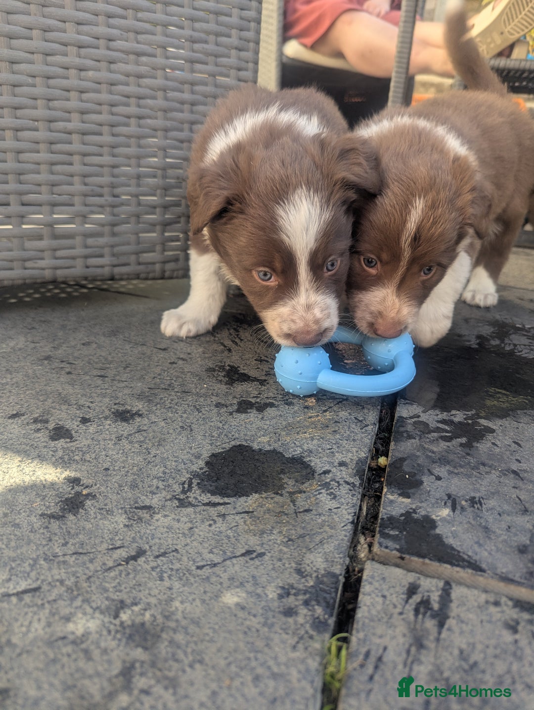 Border Collie dogs for sale: Red and white border collie/Sheepdog Pups - Image 14