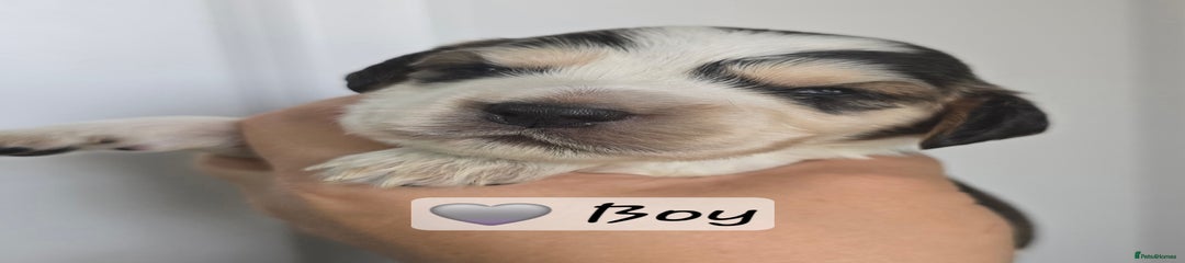 Grey Collar Boy 
