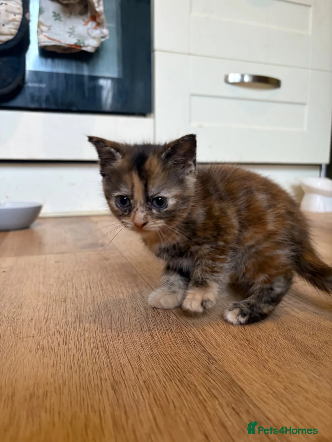 British Shorthair cats for sale: 4 British shorthair kittens available  in Brighton - Advert 2
