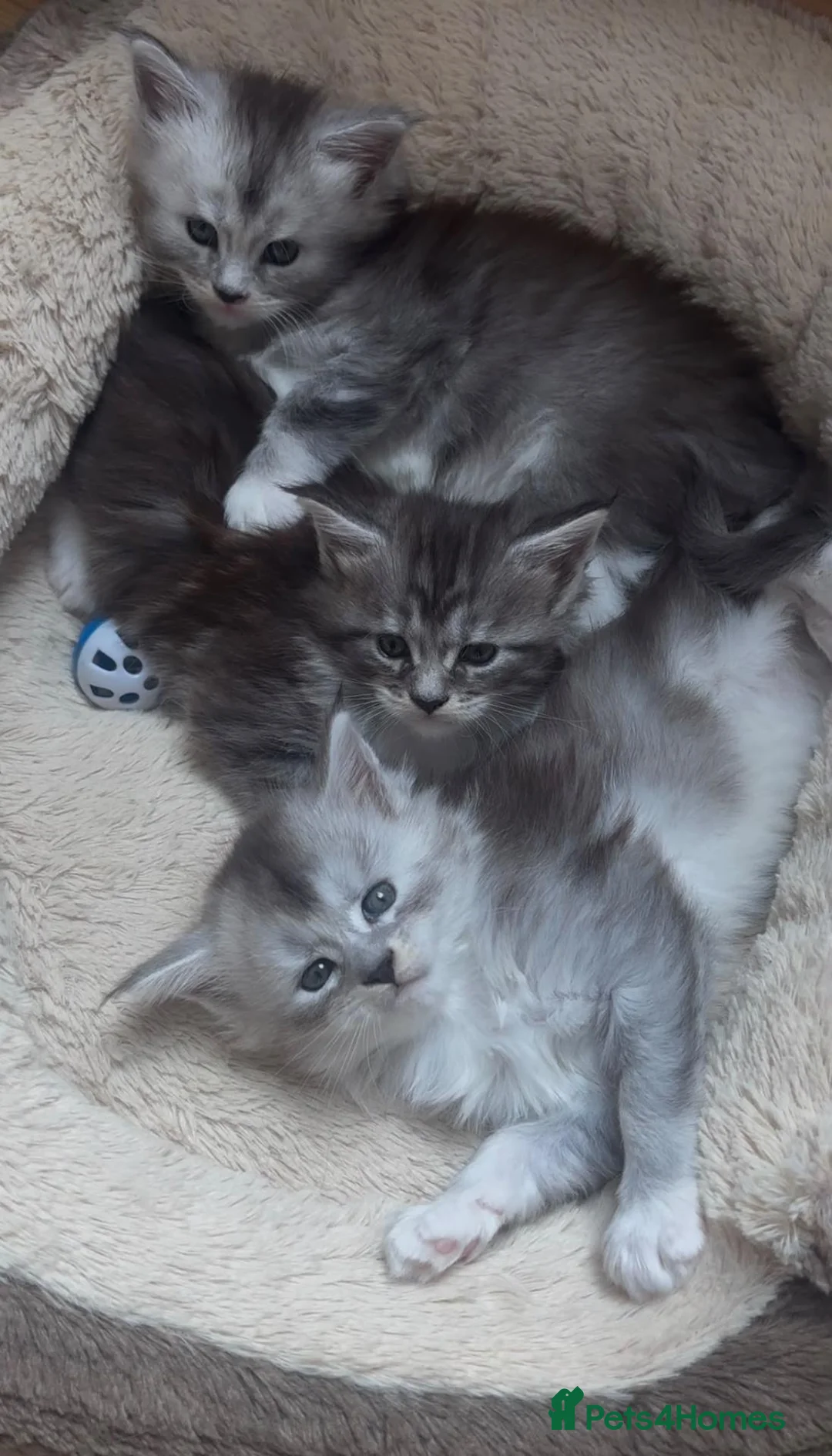Maine Coon cats for sale: Beautiful TICA Purebred Maine Coon Kittens - Advert 1