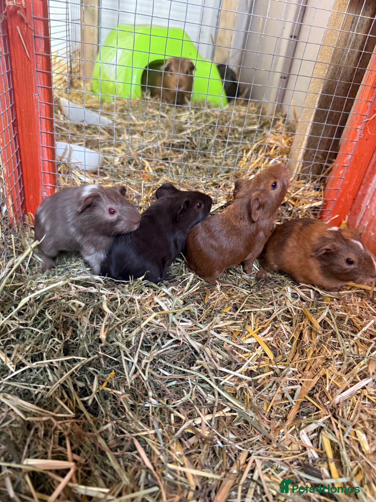 Guinea Pig rodents Male baby guinea pigs for sale  - Advert 8