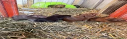 Guinea Pig rodents for sale: Male baby guinea pigs for sale  in Bolton - Advert 1