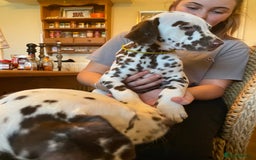 Dalmatian dogs for sale: Absolutely stunning liver puppy  - Image 35