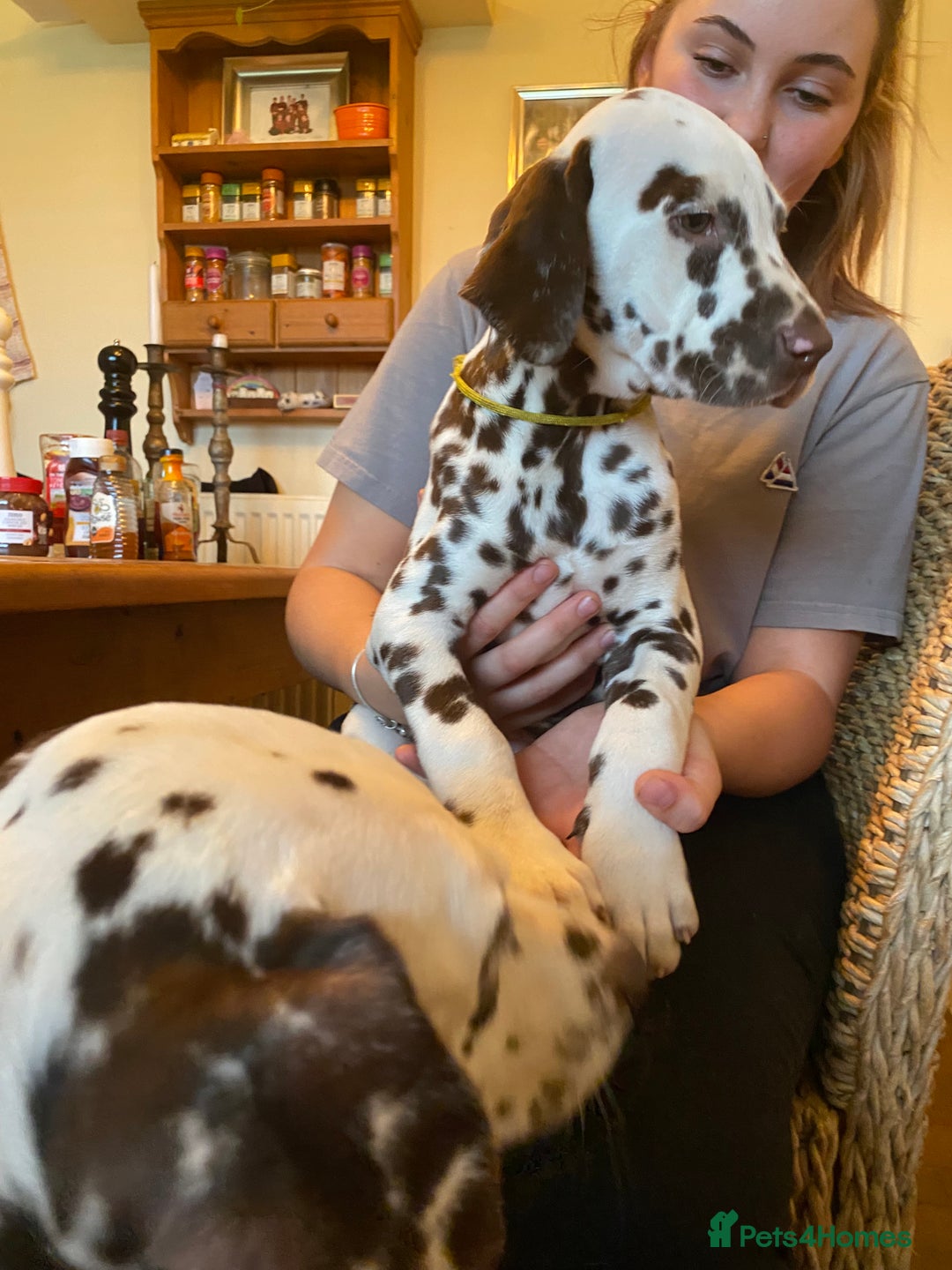Dalmatian dogs for sale: Absolutely stunning liver puppy  - Image 35