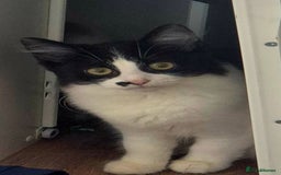 Mixed Breed cats for sale: Beautiful kittens - Image 12