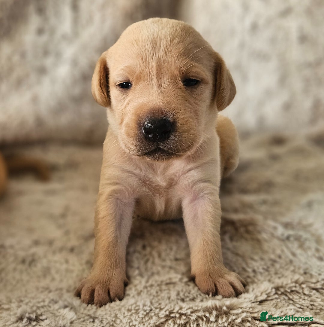 Labrador Retriever dogs for sale: KC Registered Labrador Puppies – Family Raised - Advert 5