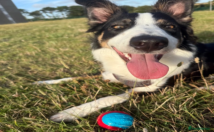 Border Collie dogs - Advert 3