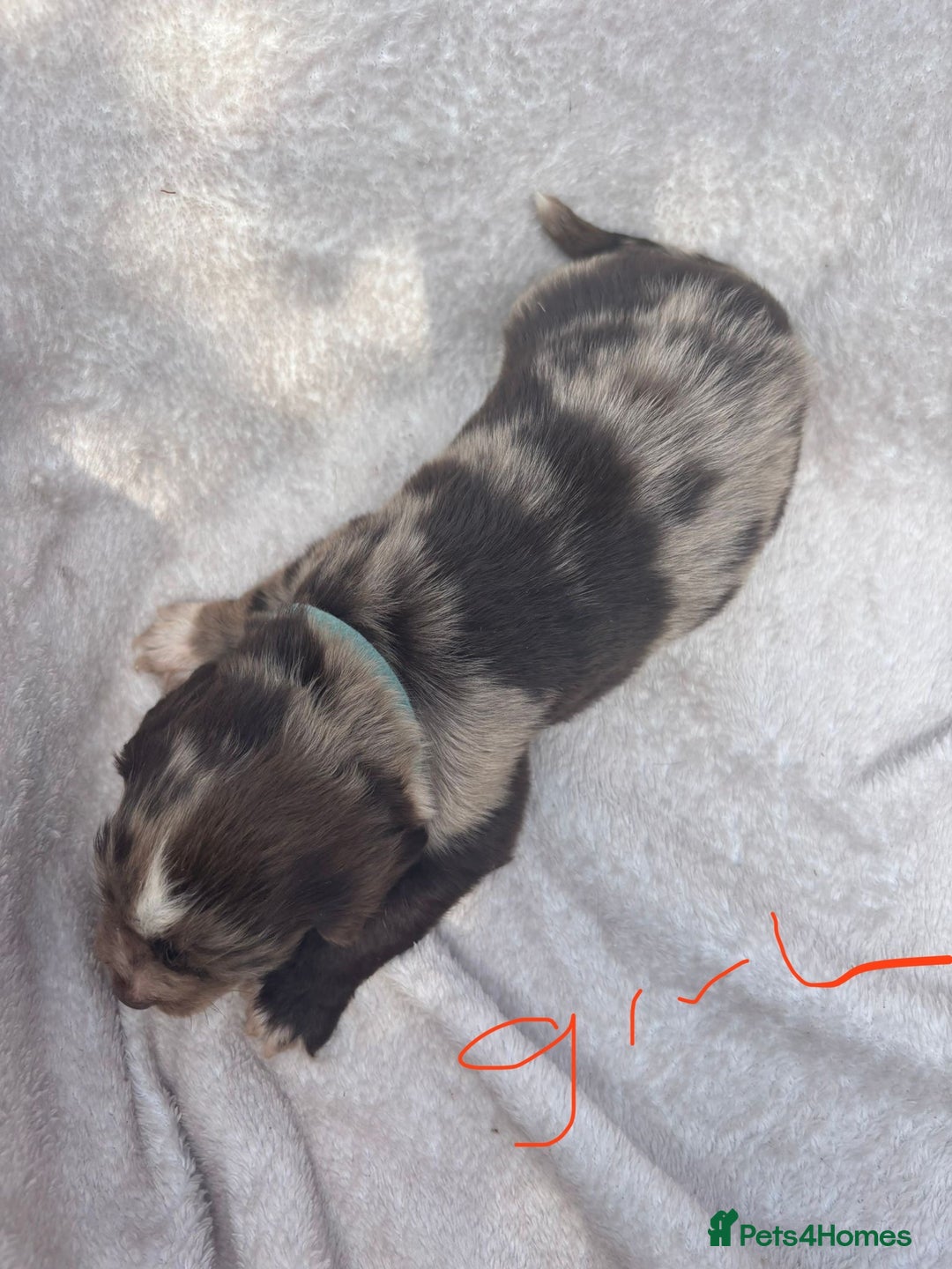 Cocker Spaniel dogs for sale: Merl cocker spaniel puppies  - Image 8