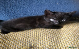 Mixed Breed cats for sale: Gorgeos - Image 3