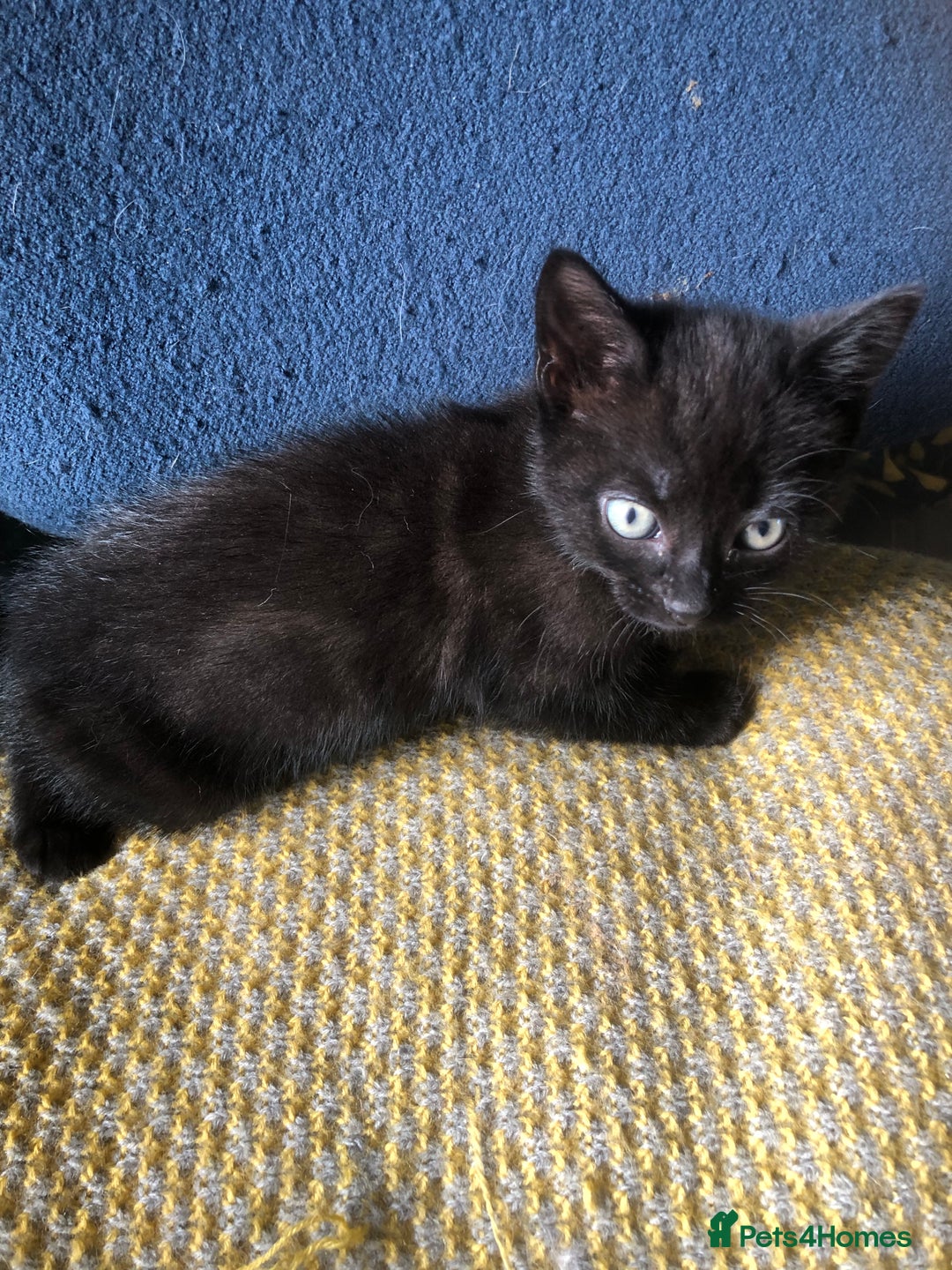 Mixed Breed cats for sale: Gorgeos - Image 3