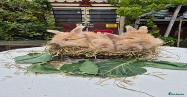 Angora rabbits - Advert 4