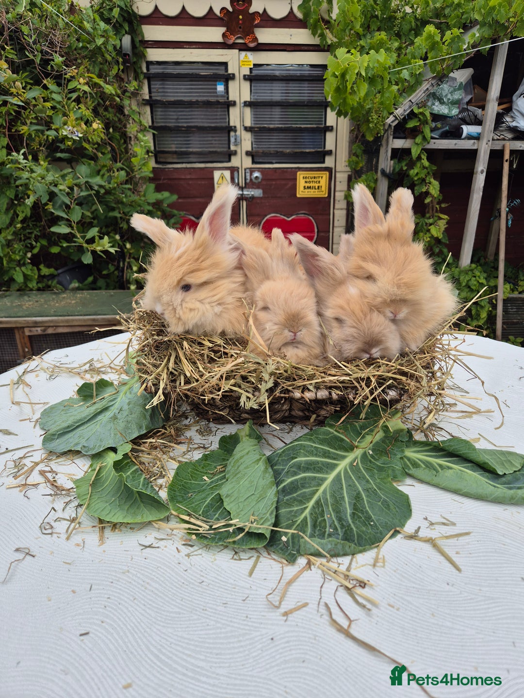 Angora rabbits for sale: Gorgeous Pedigree Full Faced Angora  - Image 10