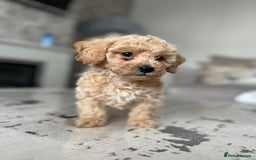 Poochon dogs for sale: F1 Poochon Puppies - 1 boy left - Image 2