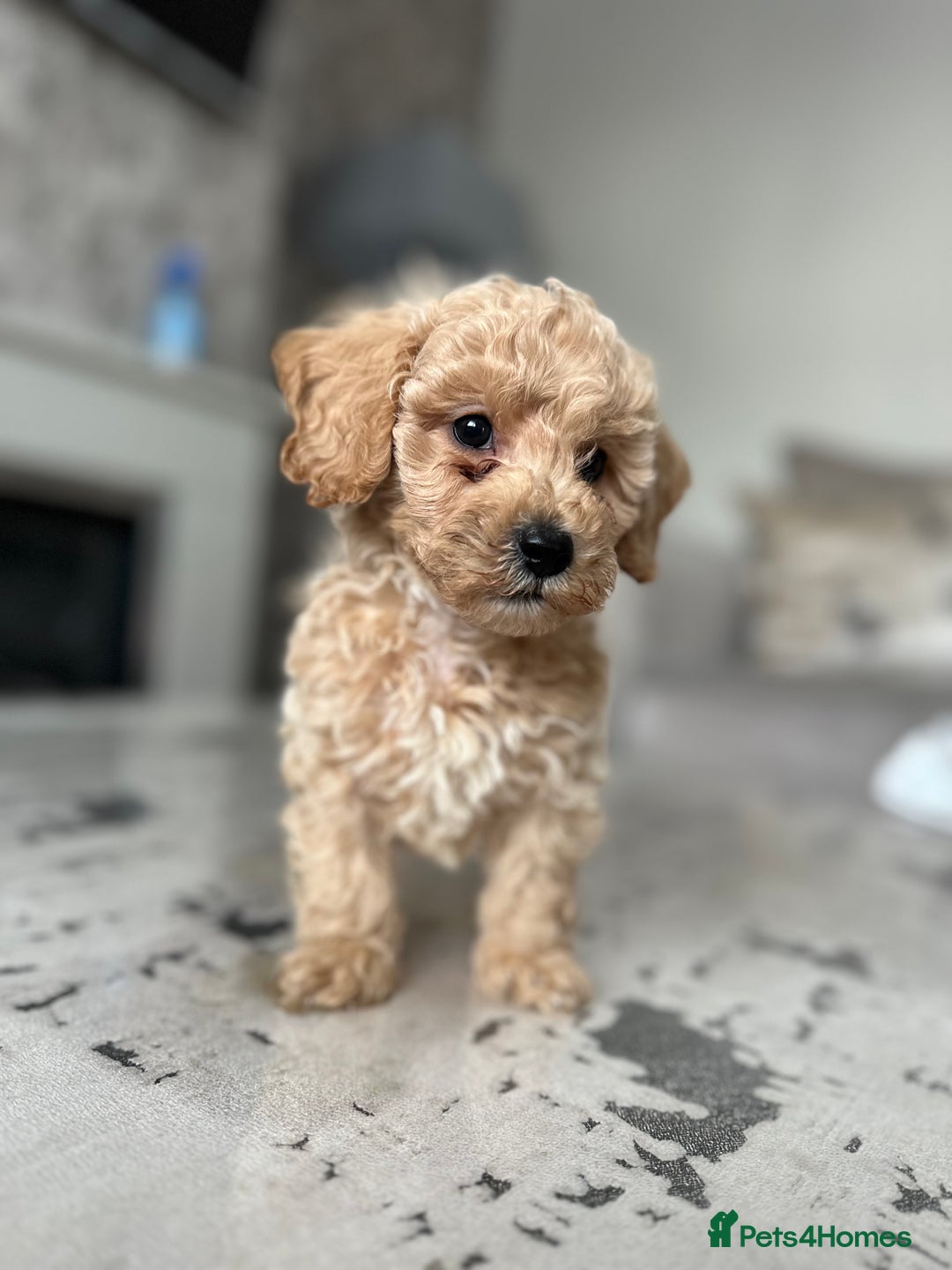Poochon dogs for sale: F1 Poochon Puppies - 1 boy left - Image 2