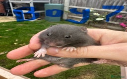Hamster rodents for sale: Baby syrian hamsters males and females - Image 13