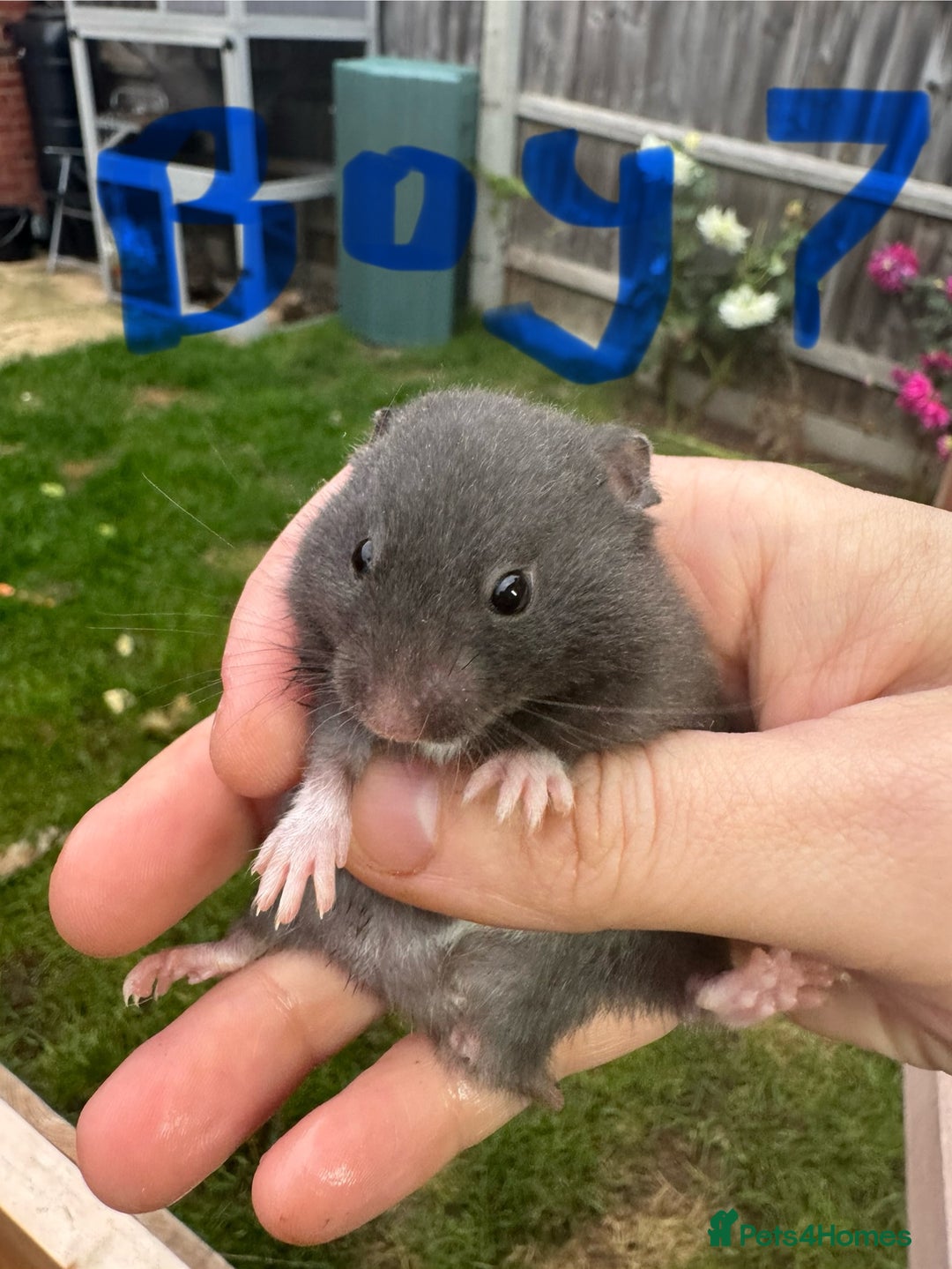 Hamster rodents for sale: Baby syrian hamsters males and females - Image 13