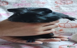 Guinea Pig rodents for sale: Two pairs of female guinea pigs price per set - Image 4