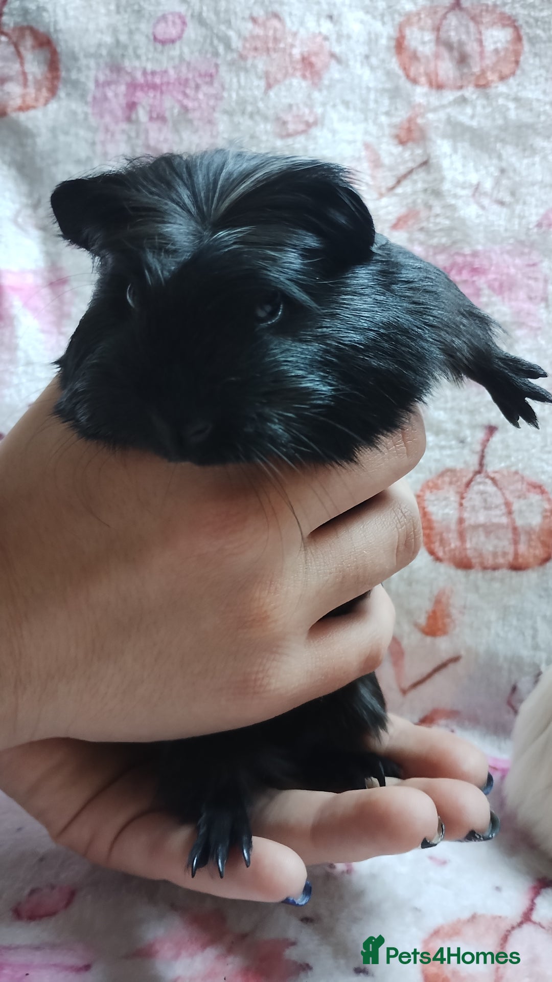 Guinea Pig rodents for sale: Two pairs of female guinea pigs price per set - Image 4