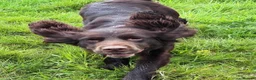 Sprocker dogs for sale: Ella is looking for a forever home  - Advert 13