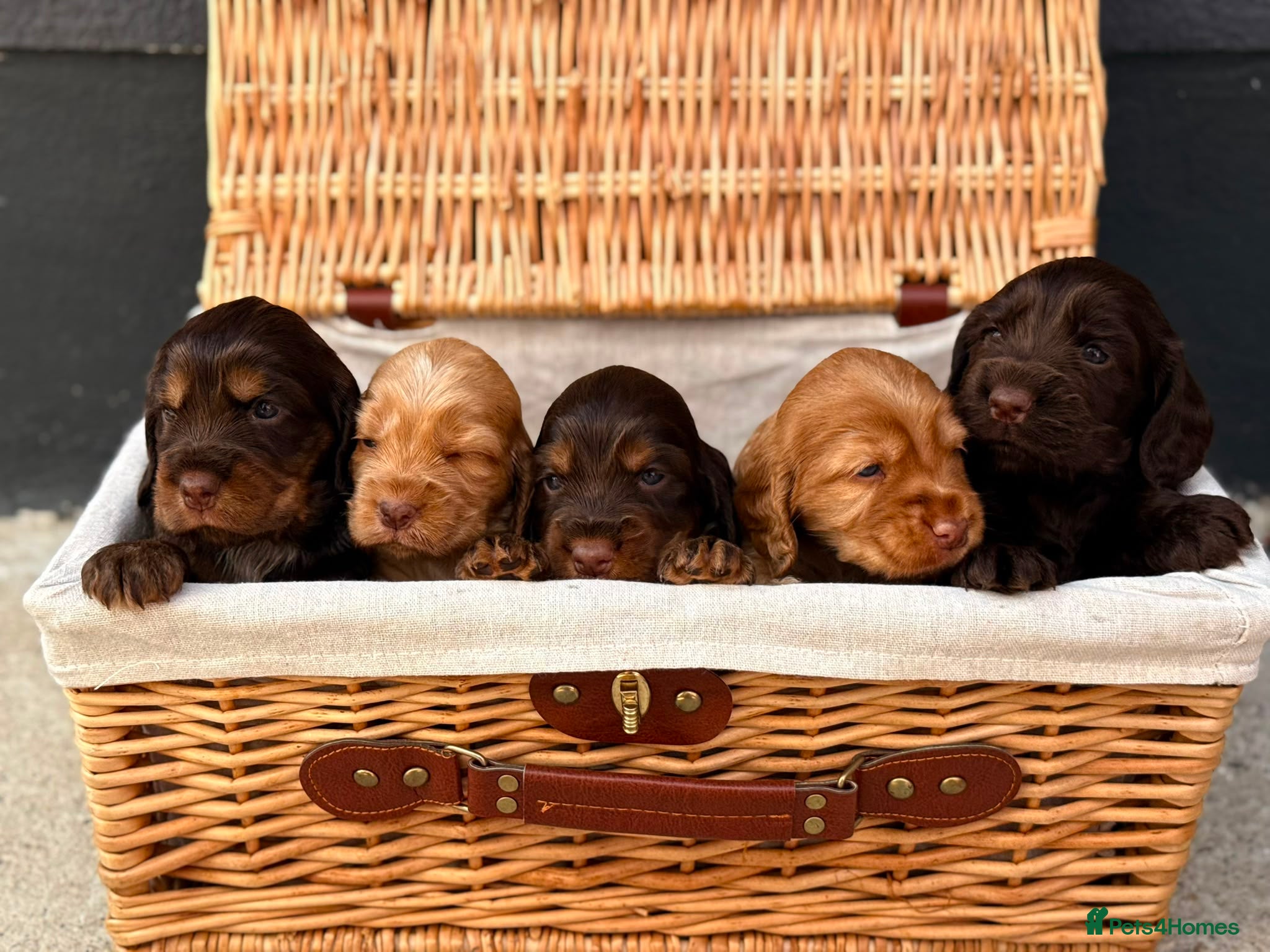 Cocker Spaniel dogs Show type cocker spaniels  - Advert 2