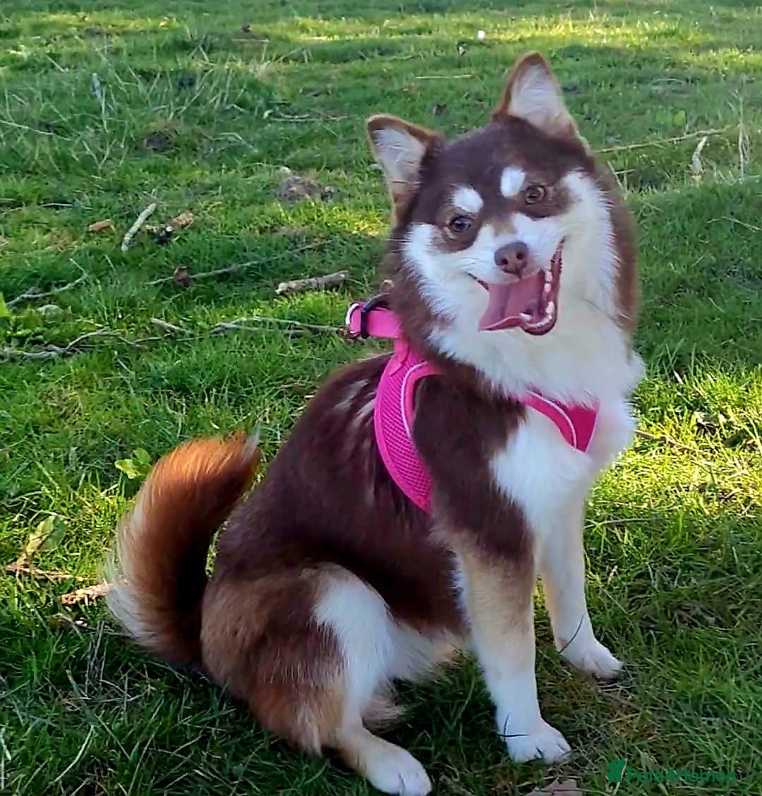 Pomsky dogs for sale: Four gorgeous pomskys - Image 6