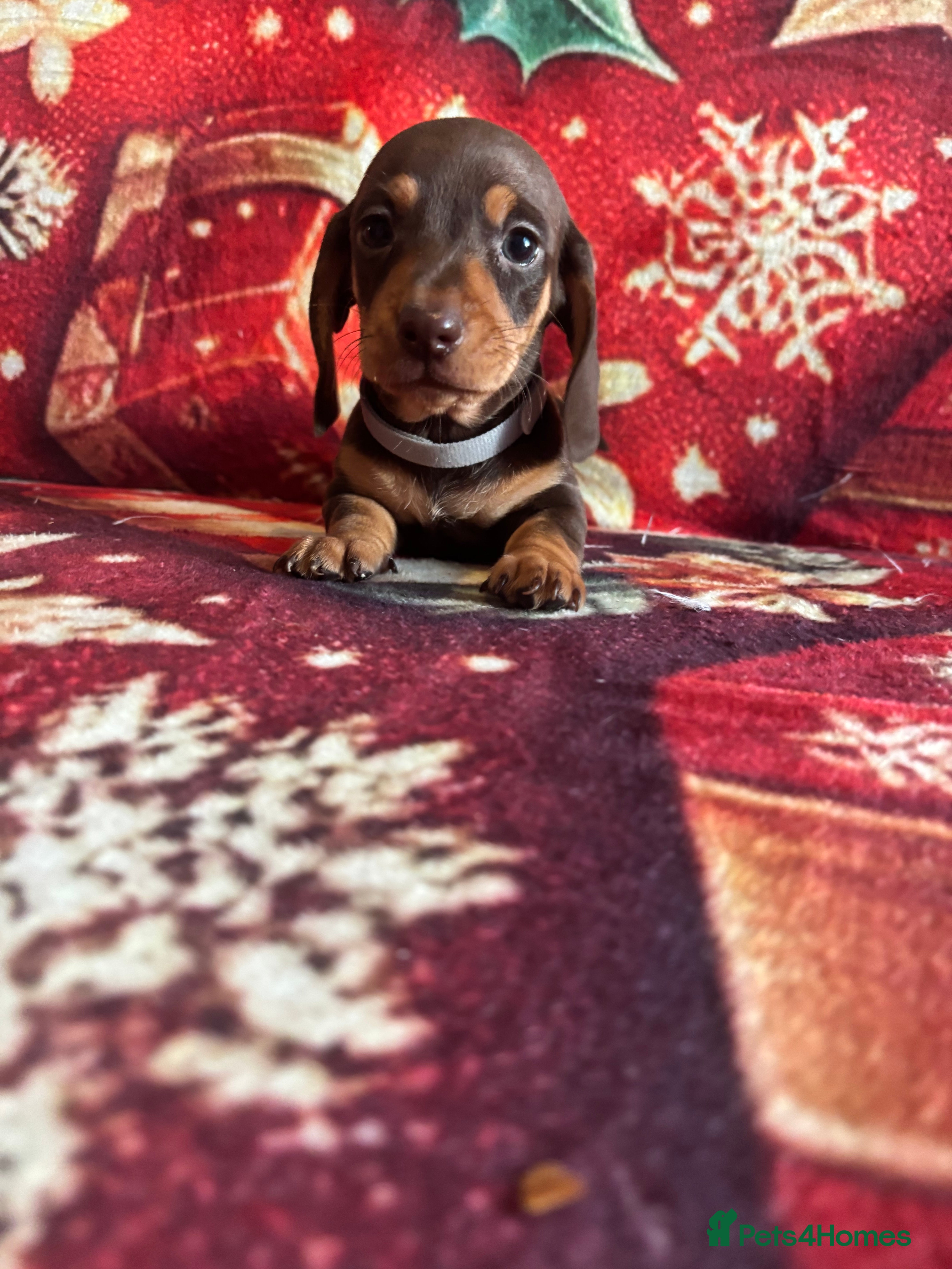 Miniature Dachshund dogs Mini Dachshund Available - Advert 1