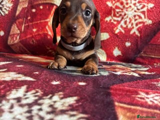 Miniature Dachshund dogs Mini Dachshund Available - Advert 7