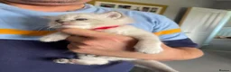 Ragdoll cats for sale: 🐾 GCCF Ragdoll Kittens🐾 - Advert 12