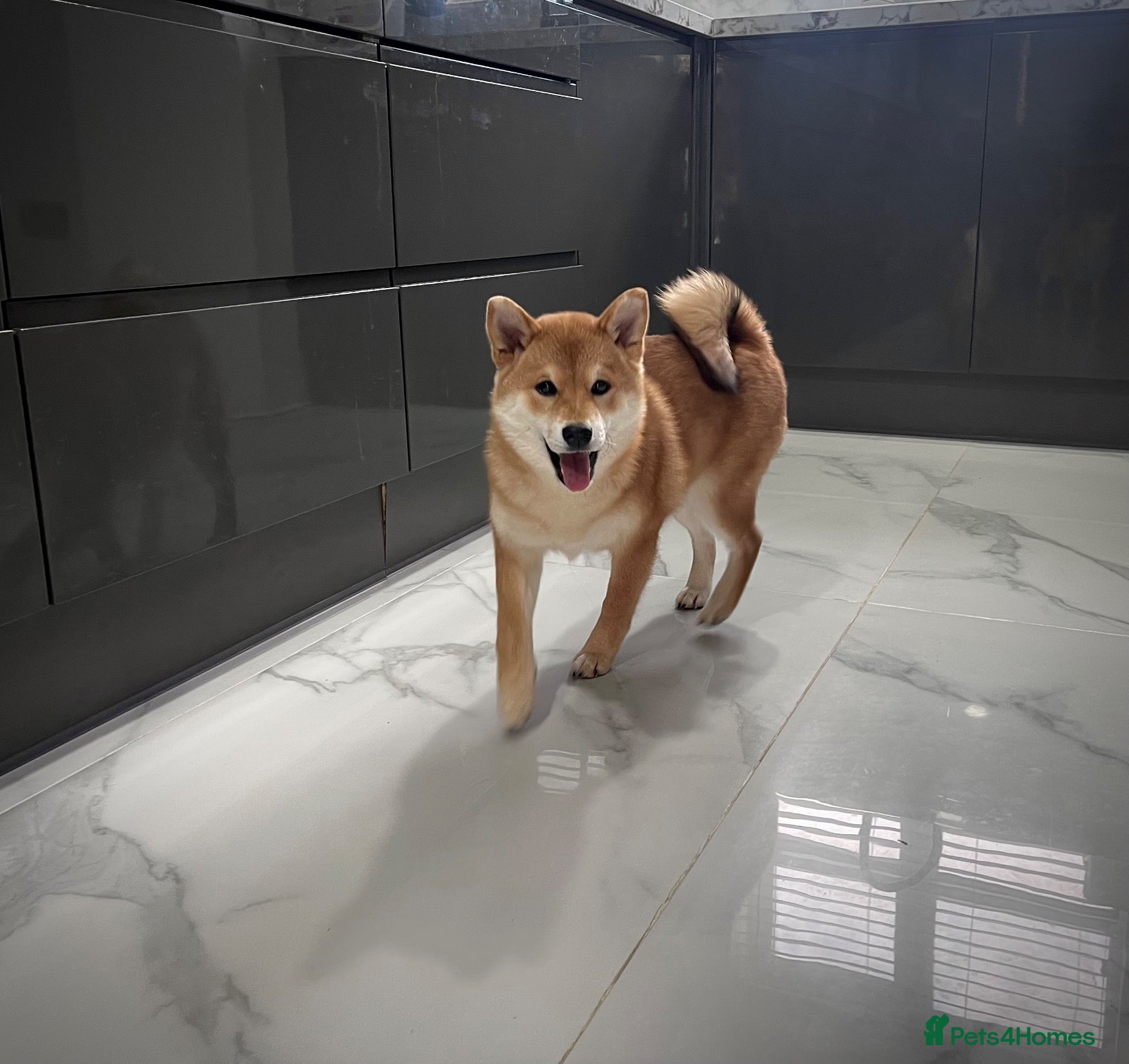 Japanese Shiba Inu dogs KC registered Japanese Shiba Inu puppies - Advert 16