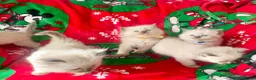 Ragdoll cats for sale: Ragdoll kittens - Advert 14